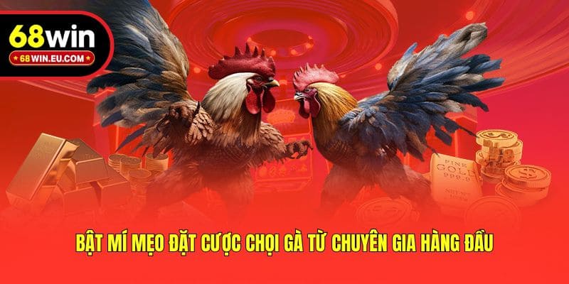 Bật mí mẹo đặt cược chọi gà từ chuyên gia hàng đầu