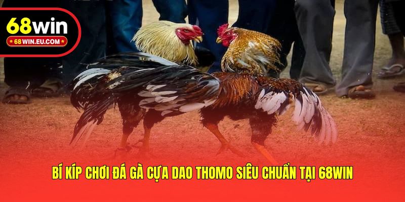 Bí kíp chơi đá gà cựa dao Thomo siêu chuẩn tại 68win