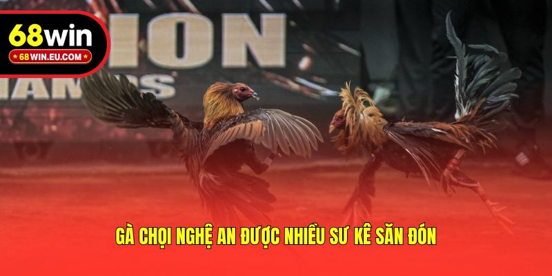 Gà chọi Nghệ An được nhiều sư kê săn đón