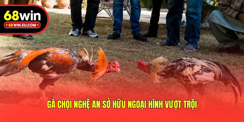 Gà chọi Nghệ An sở hữu ngoại hình vượt trội