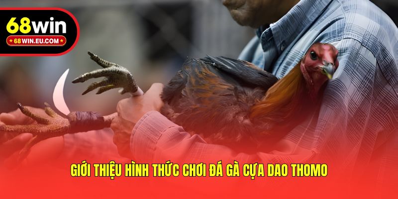 Giới thiệu hình thức chơi đá gà cựa dao Thomo