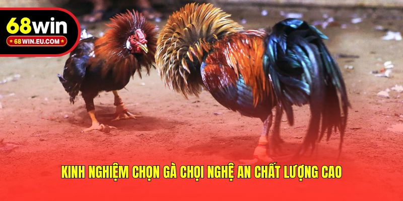Kinh nghiệm chọn gà chọi Nghệ An chất lượng cao