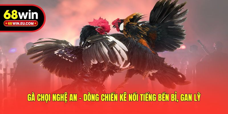 Gà Chọi Nghệ An - Dòng Chiến Kê Nổi Tiếng Bền Bỉ, Gan Lỳ